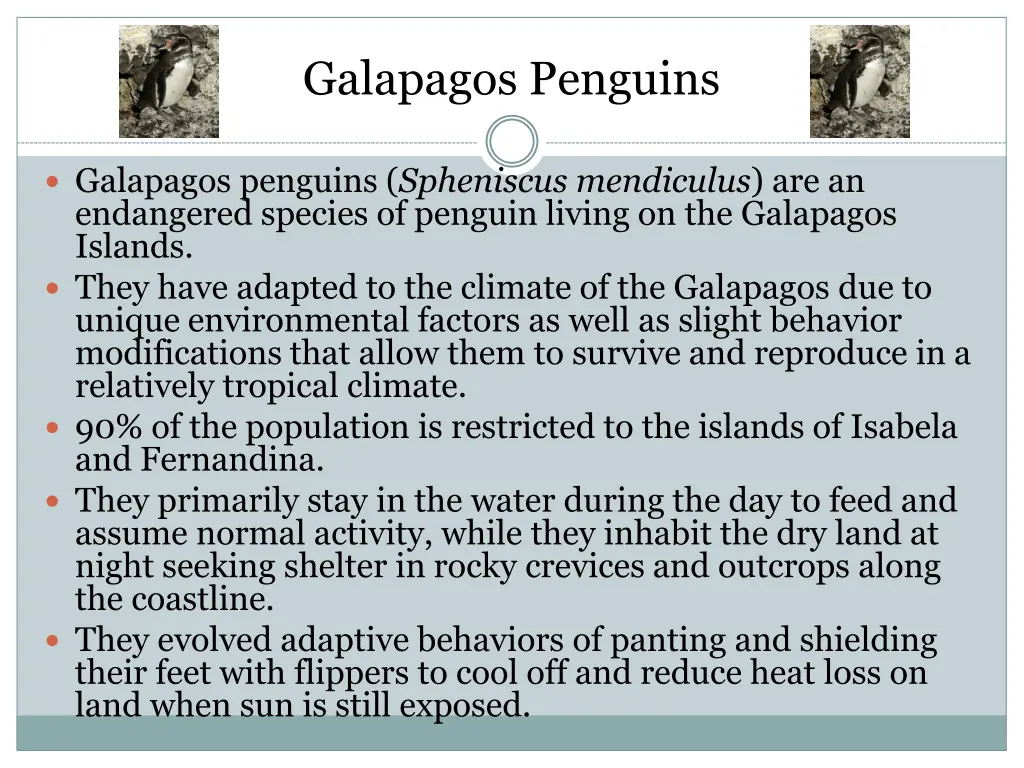 galapagos penguins