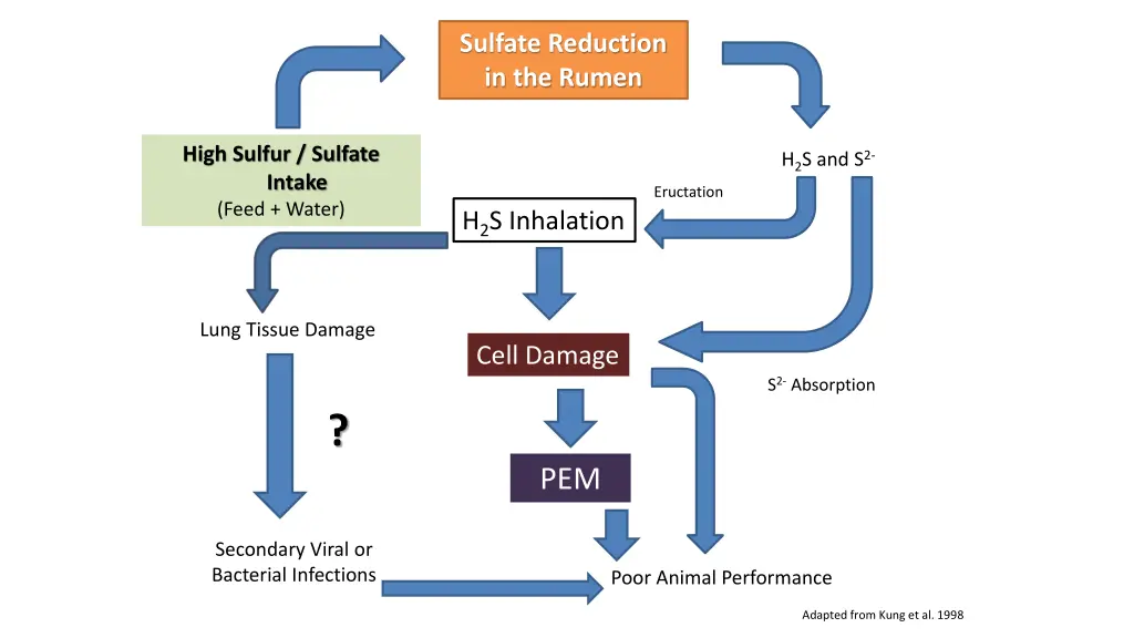 sulfate reduction in the rumen