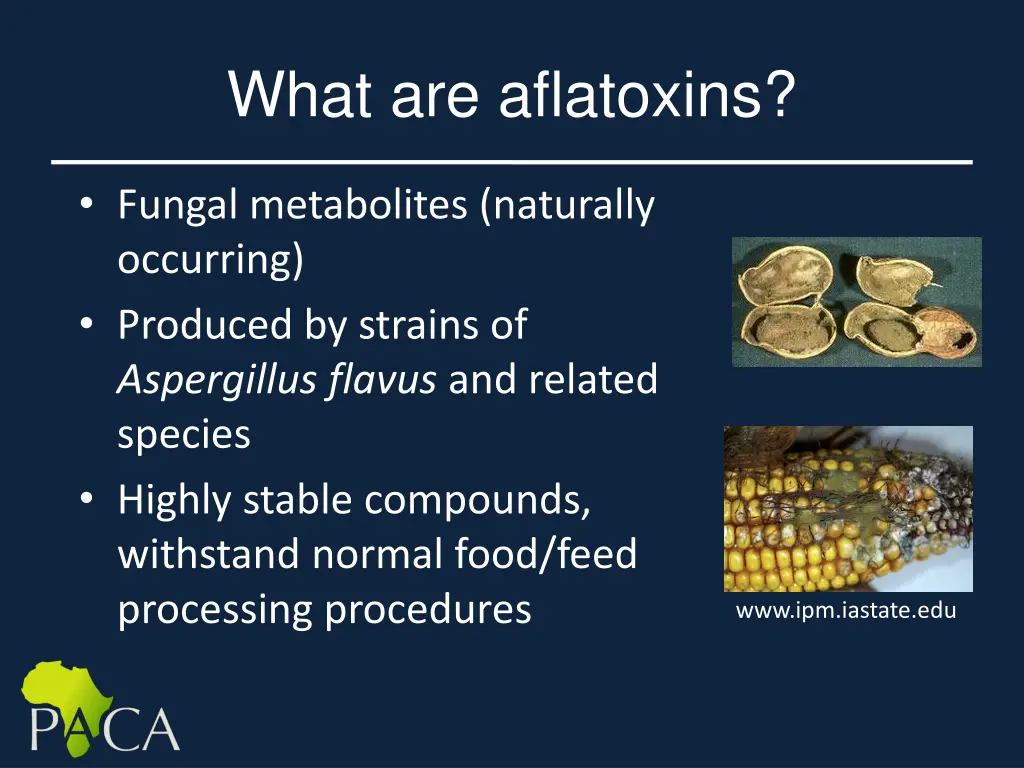 what are aflatoxins