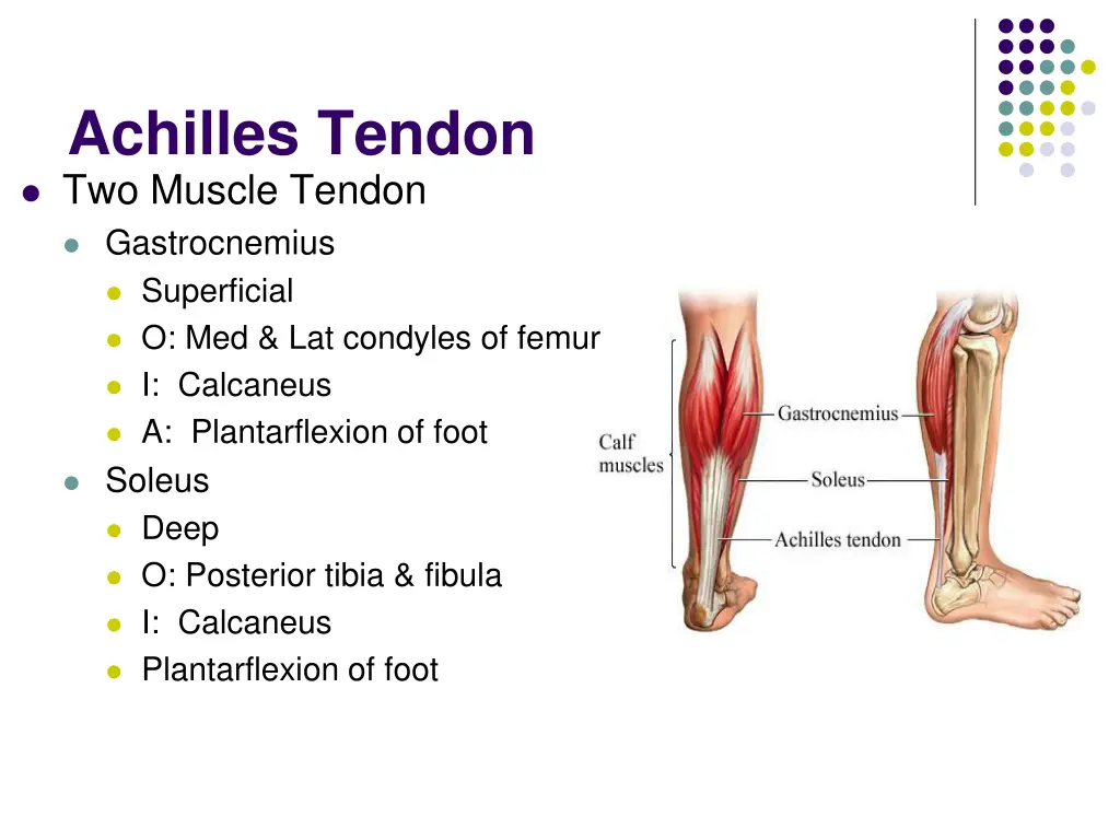 achilles tendon two muscle tendon gastrocnemius