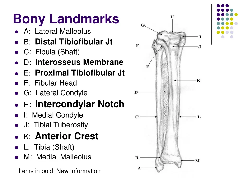 bony landmarks a lateral malleolus b distal