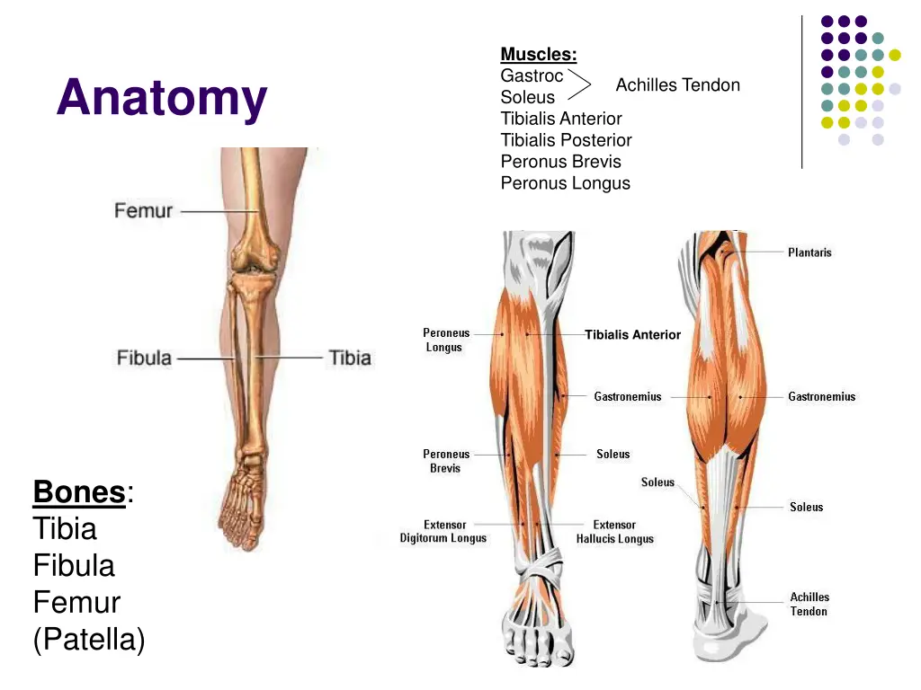 muscles gastroc soleus tibialis anterior tibialis