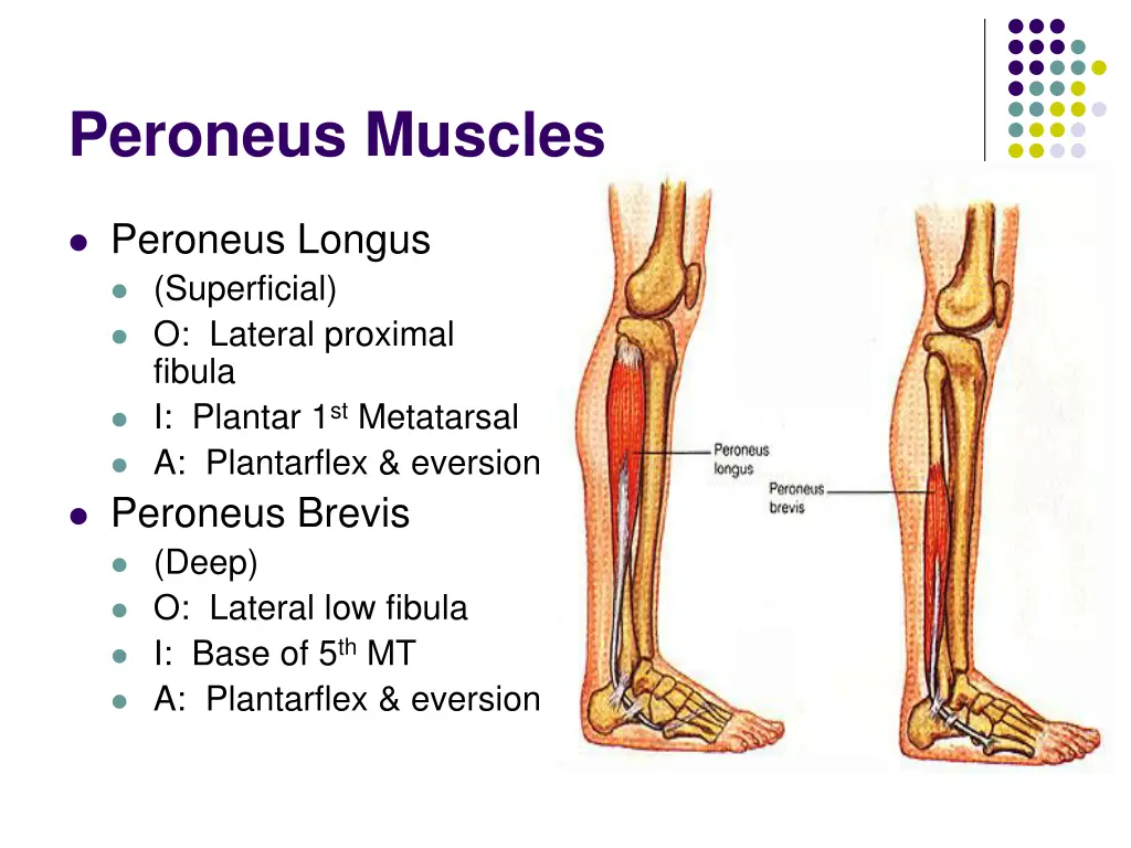 peroneus muscles