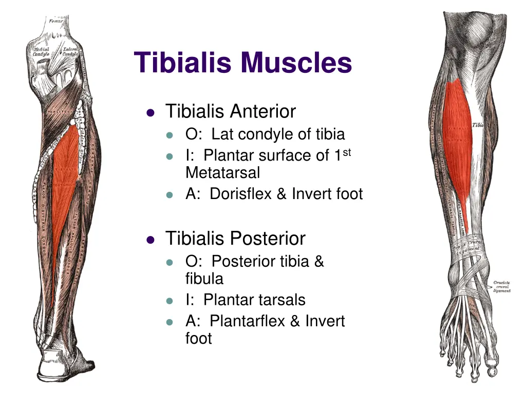 tibialis muscles