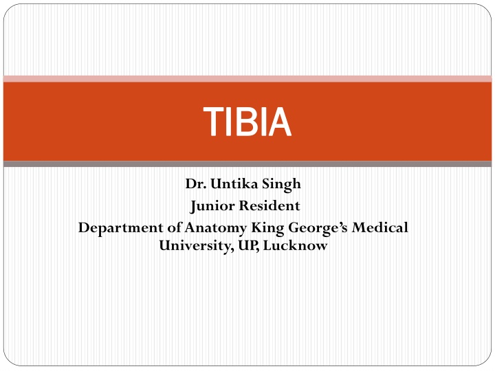 tibia tibia