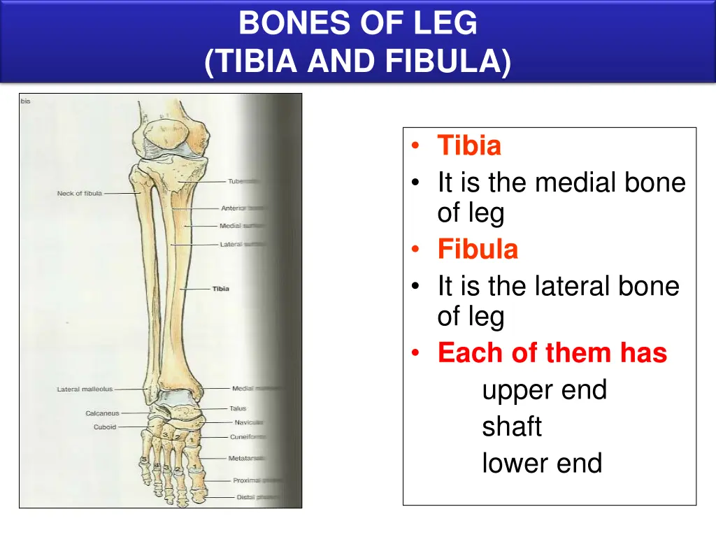 bones of leg tibia and fibula