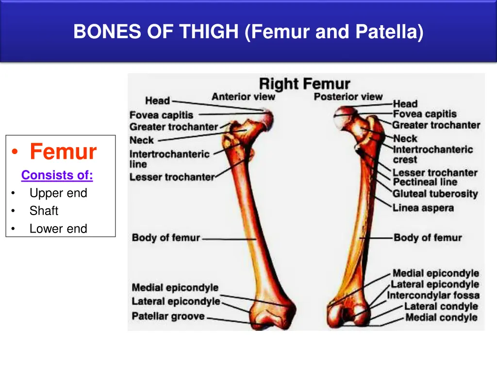 bones of thigh femur and patella 1