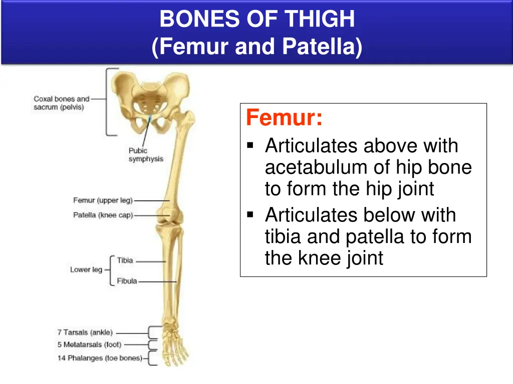 bones of thigh femur and patella