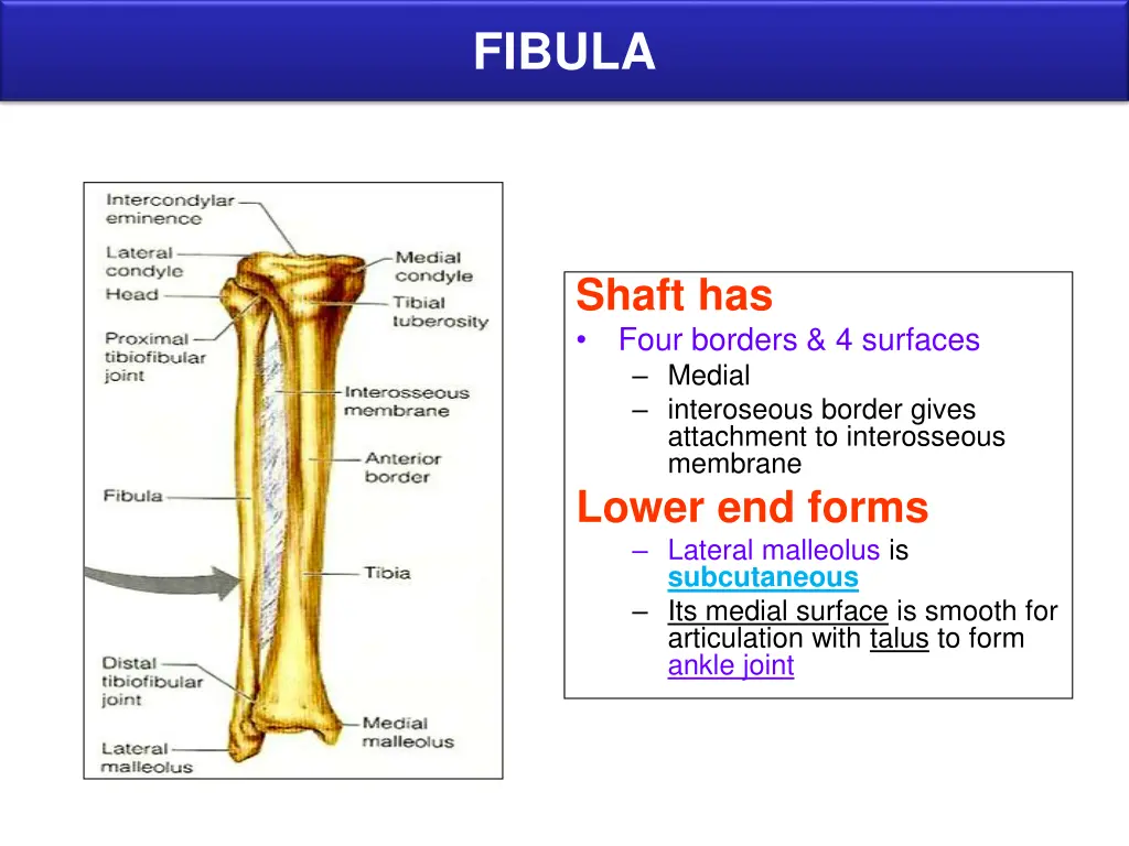 fibula 1