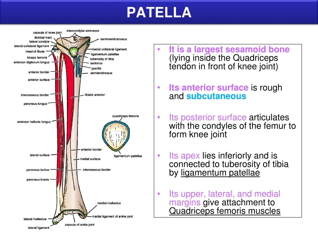 patella