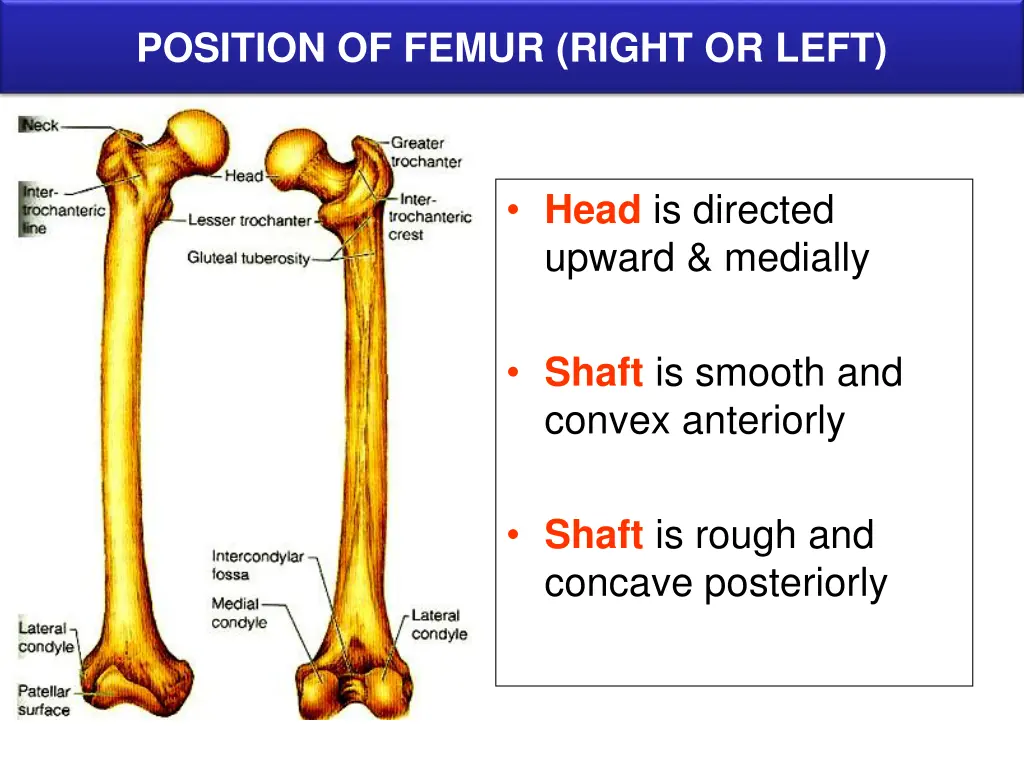 position of femur right or left