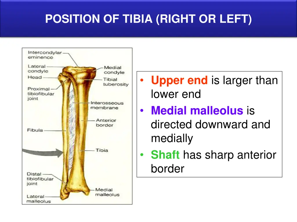 position of tibia right or left