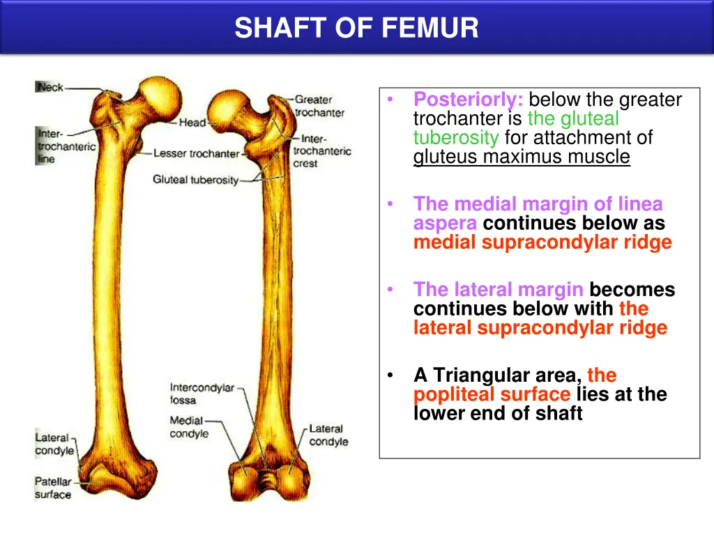 shaft of femur 1