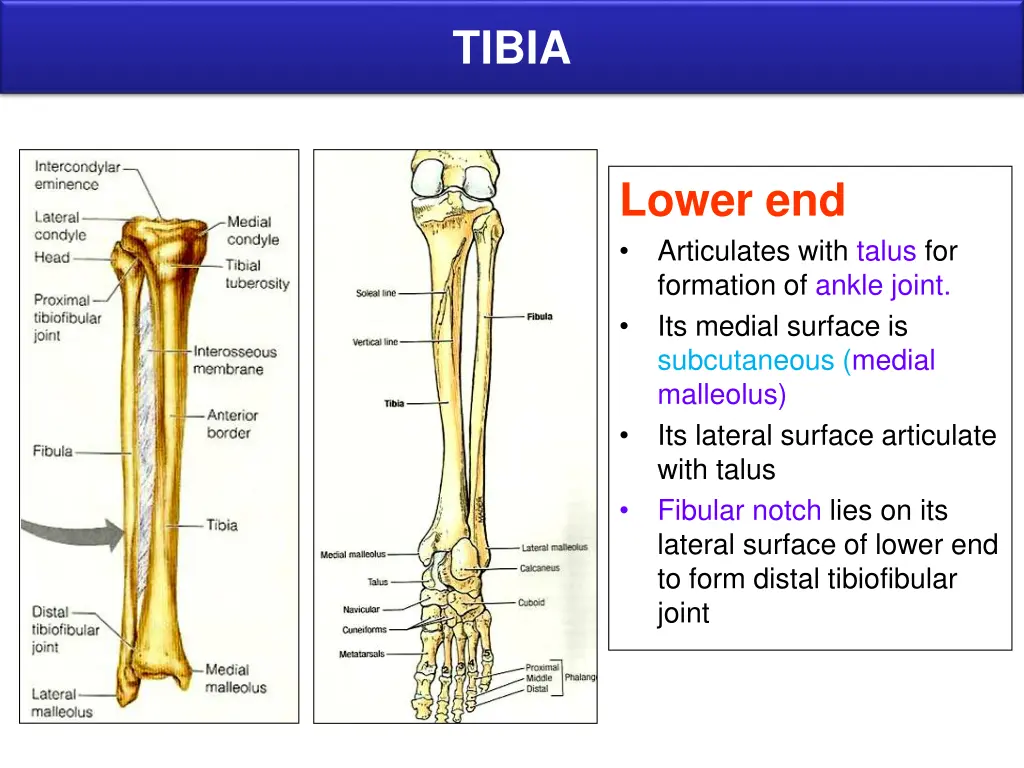 tibia 2