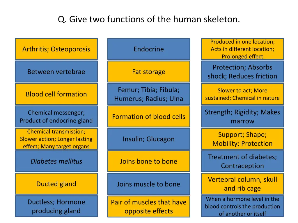 q give two functions of the human skeleton