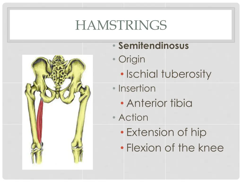 hamstrings 1