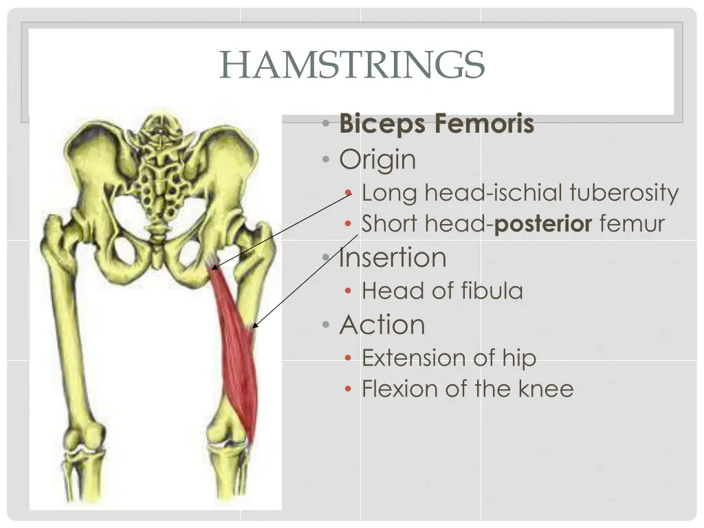 hamstrings