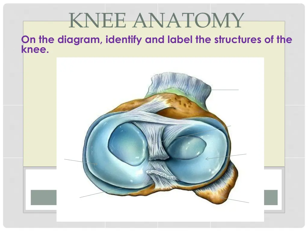 knee anatomy 2