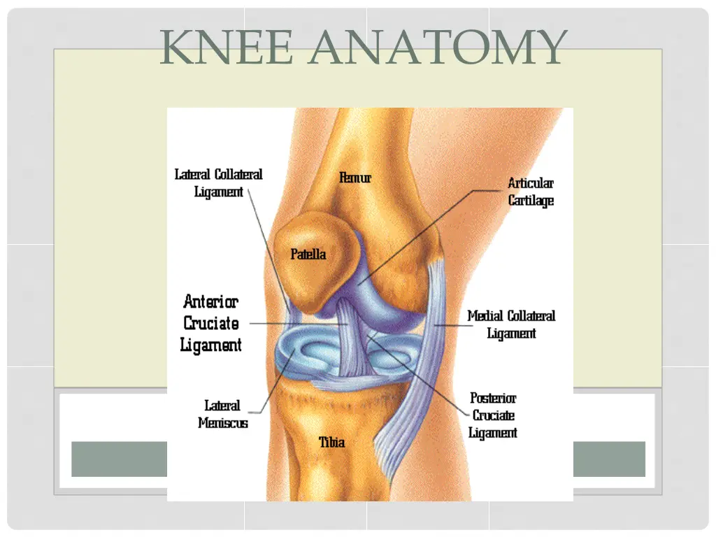 knee anatomy 3