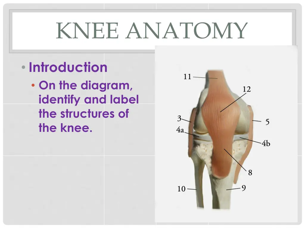 knee anatomy