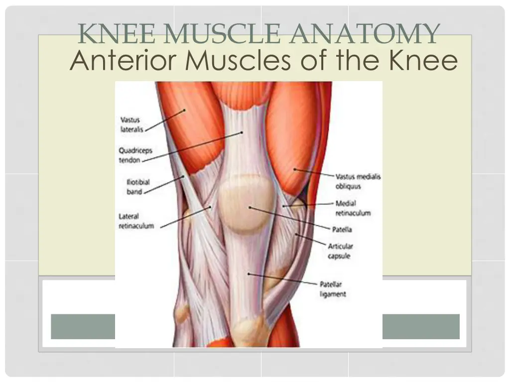 knee muscle anatomy