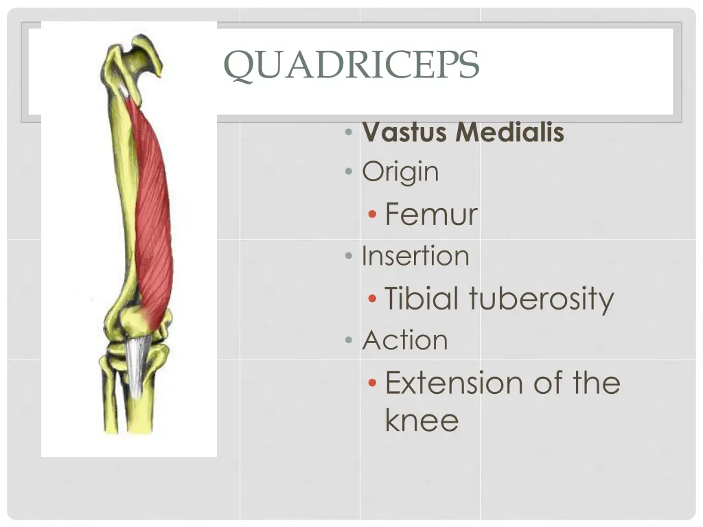 quadriceps 1