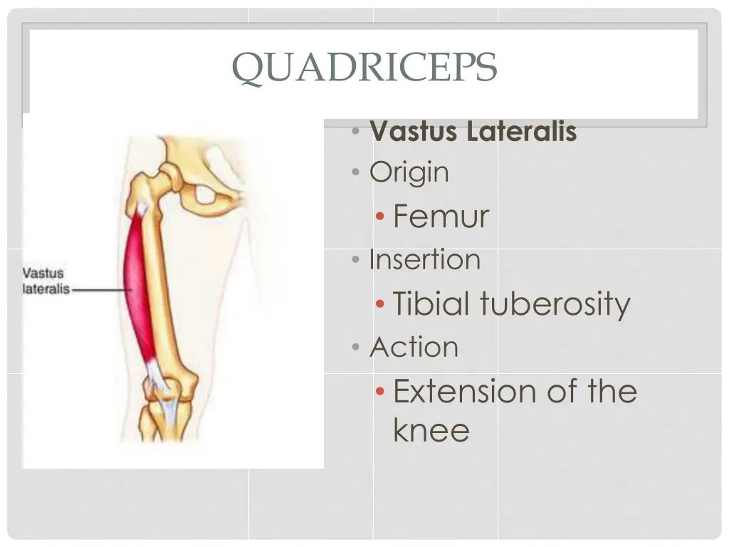 quadriceps 2