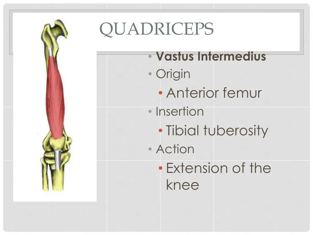 quadriceps 3