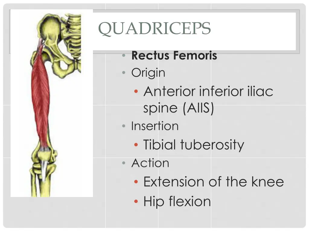 quadriceps