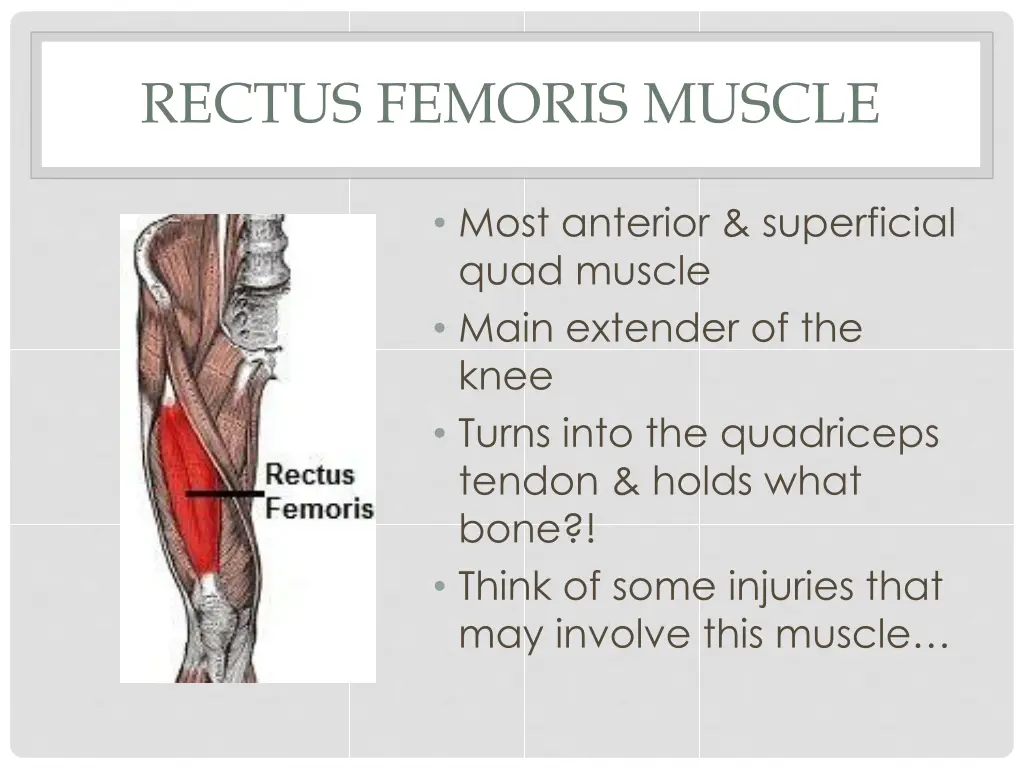 rectus femoris muscle