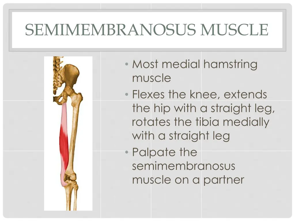 semimembranosus muscle