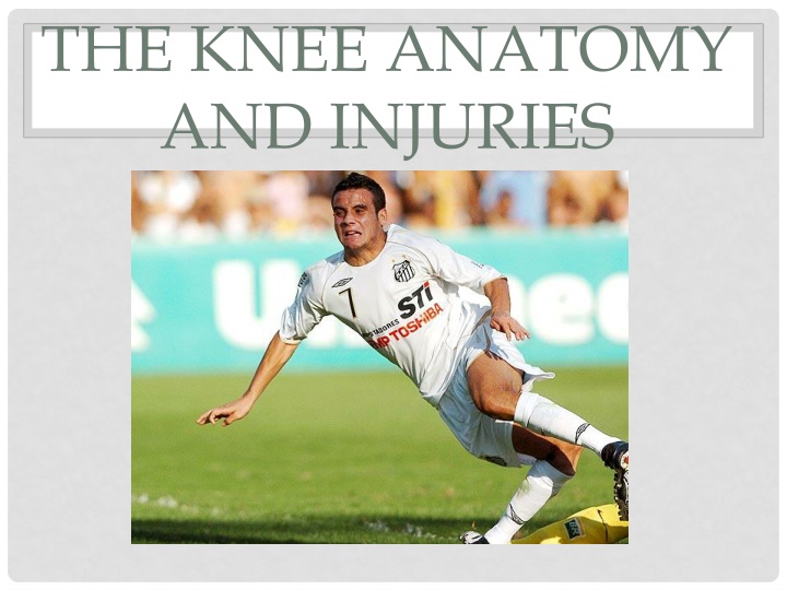 the knee anatomy and injuries