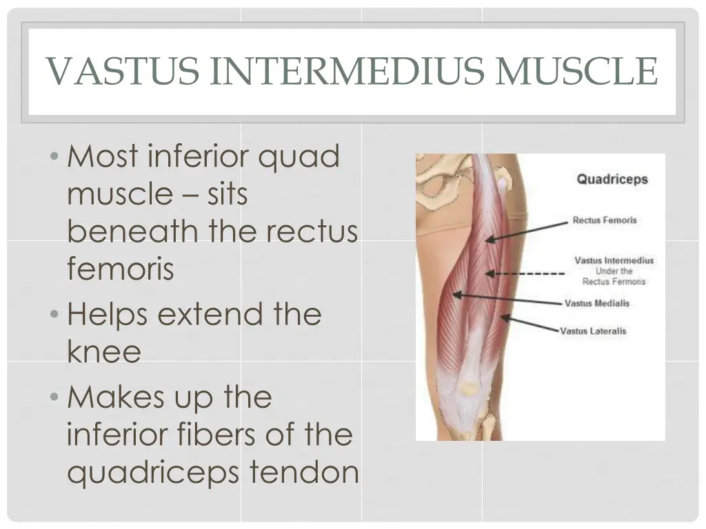 vastus intermedius muscle