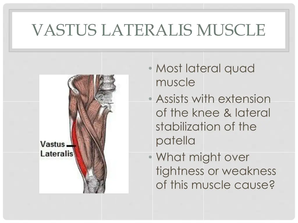 vastus lateralis muscle