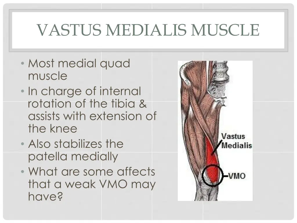 vastus medialis muscle