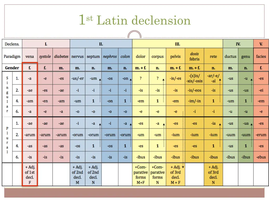 1 st latin declension