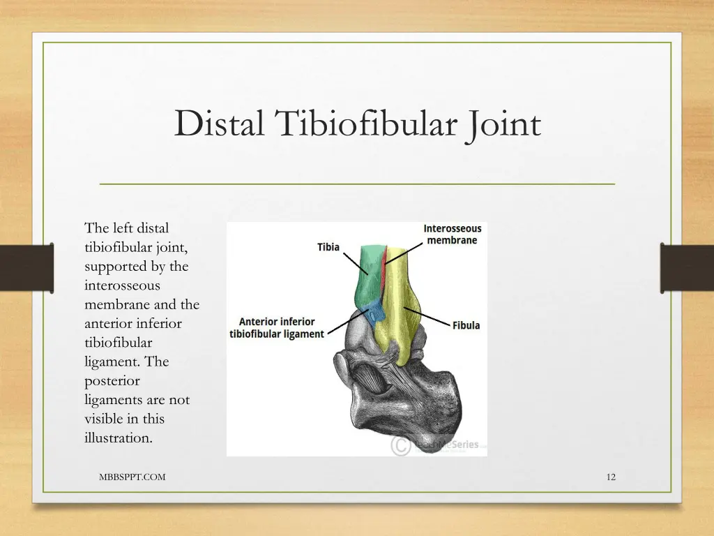 distal tibiofibular joint 3