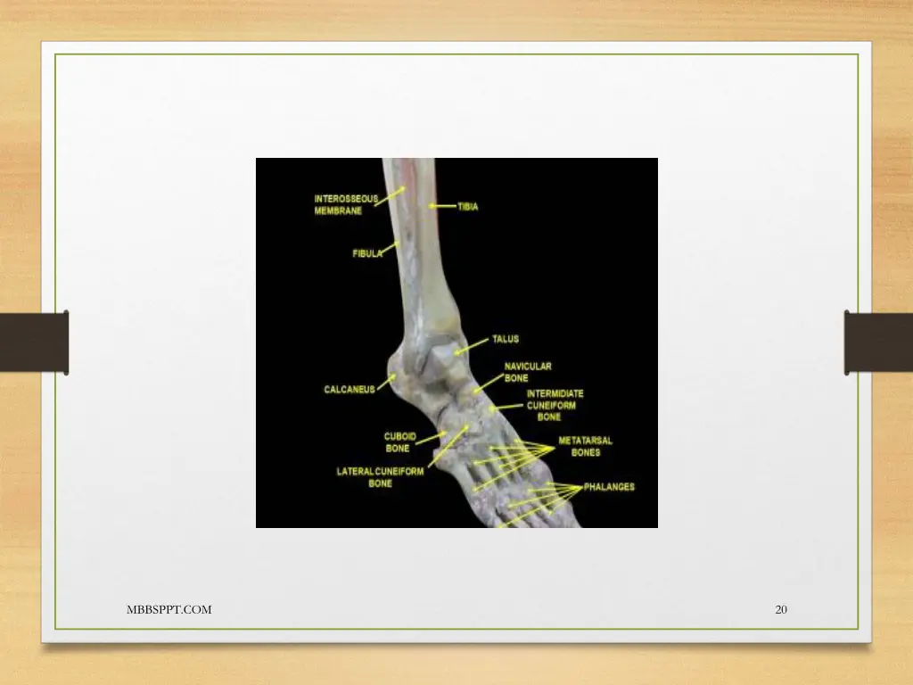 interosseous membrane jpg