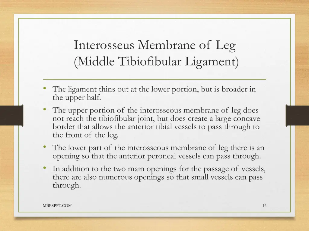 interosseus membrane of leg middle tibiofibular 1