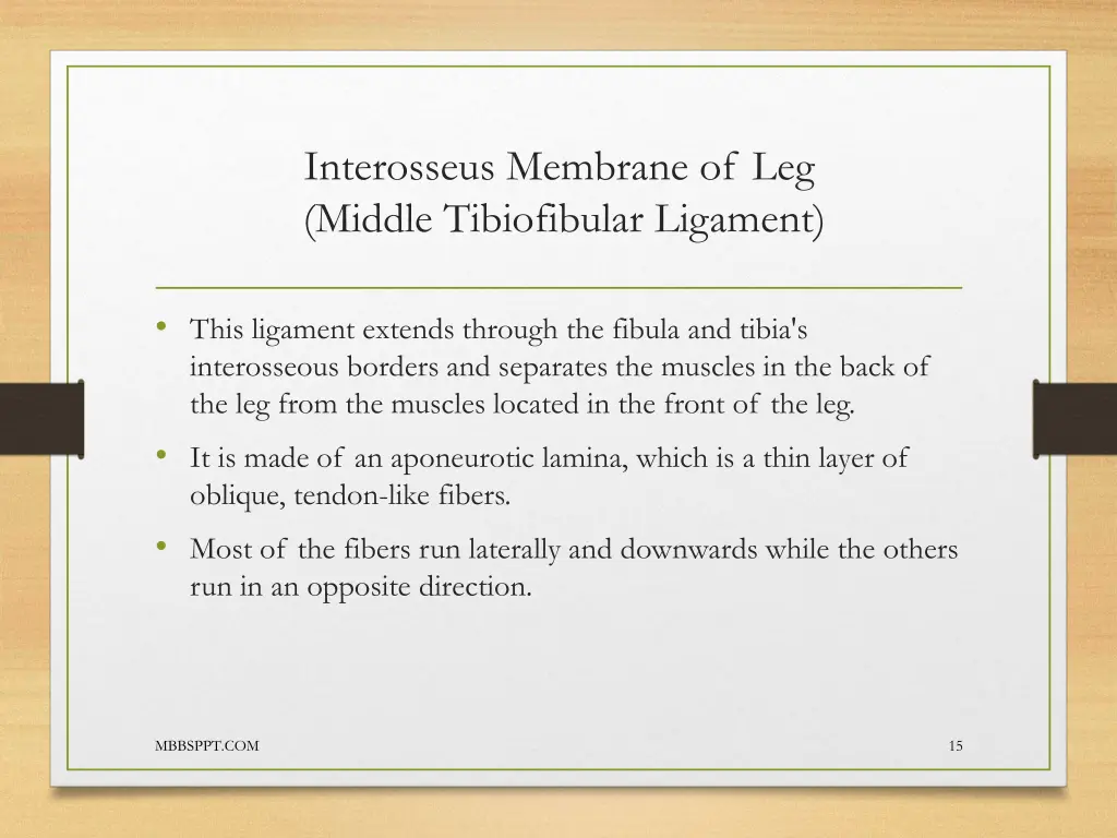 interosseus membrane of leg middle tibiofibular