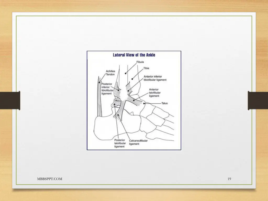 lateral view of ankle png