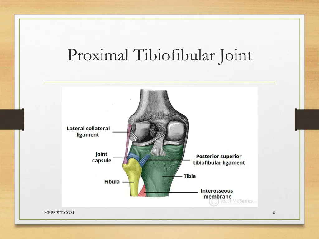 proximal tibiofibular joint 4