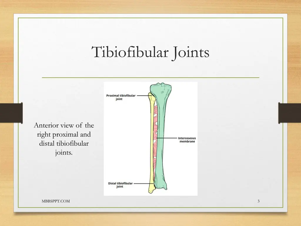 tibiofibular joints 2