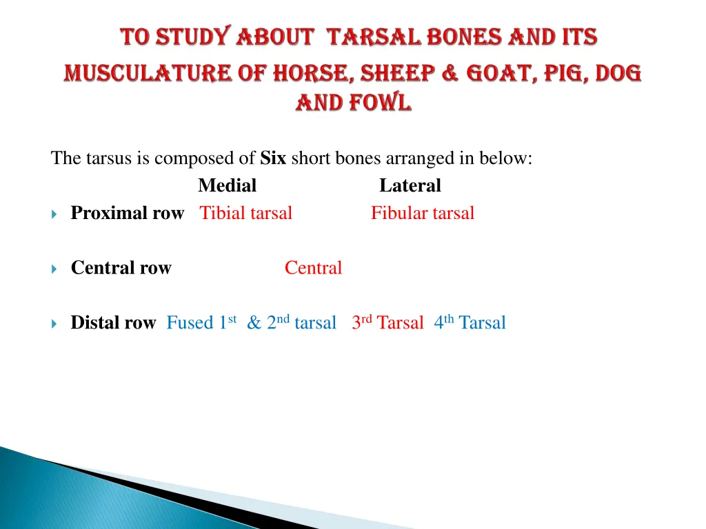 the tarsus is composed of six short bones