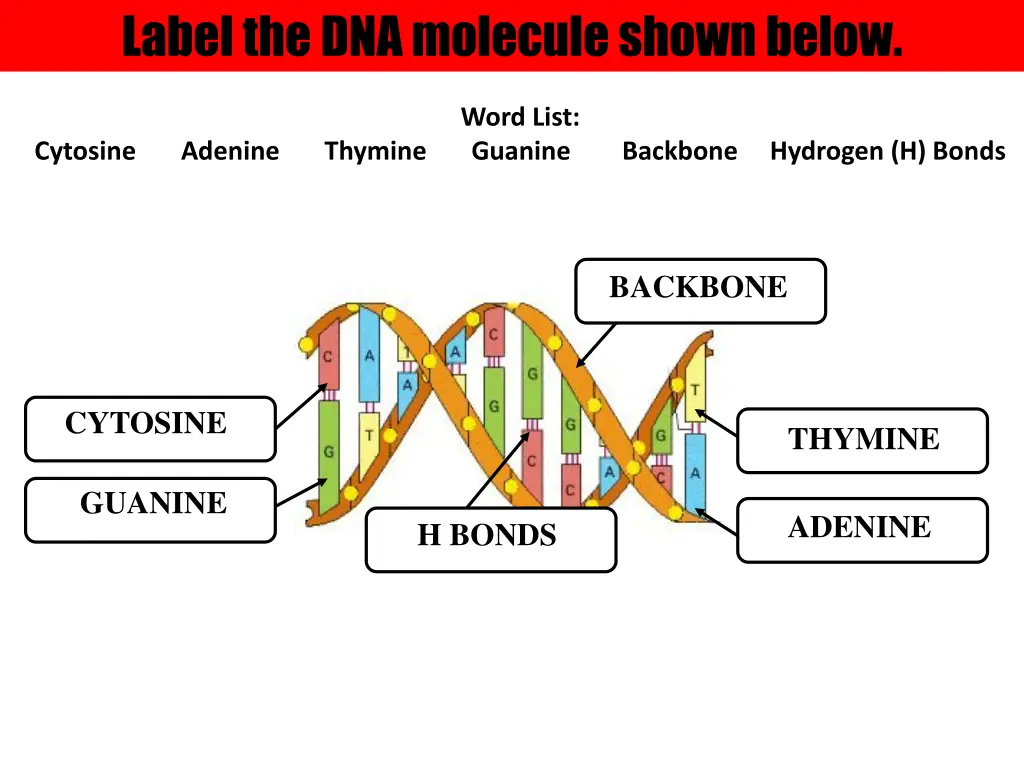 label the dna molecule shown below