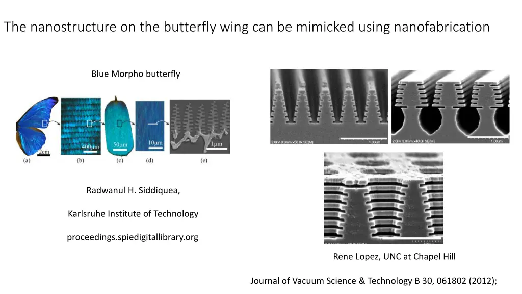 the nanostructure on the butterfly wing