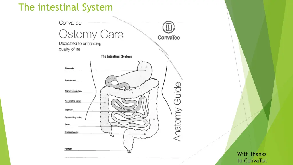 the intestinal system