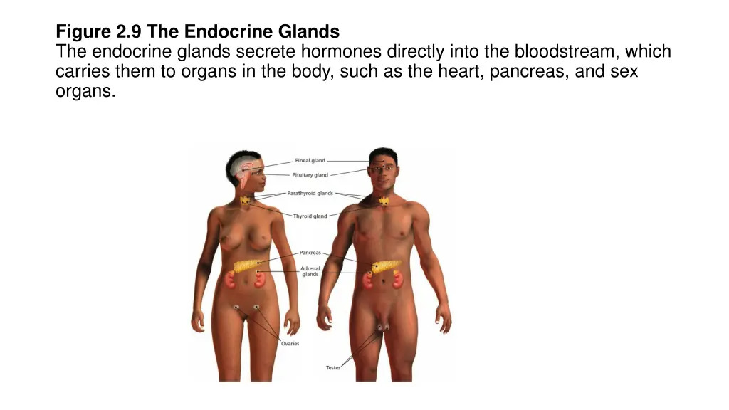 figure 2 9 the endocrine glands the endocrine