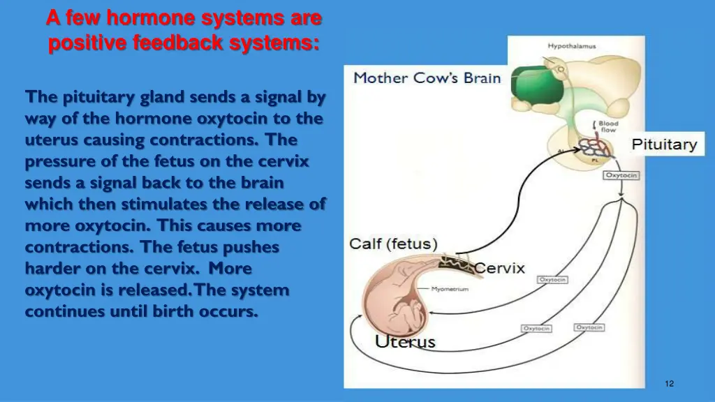 a few hormone systems are positive feedback