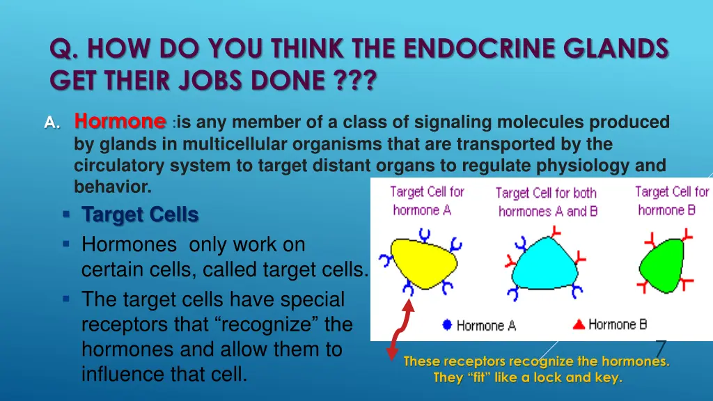 q how do you think the endocrine glands get their